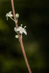 Florida beargrass